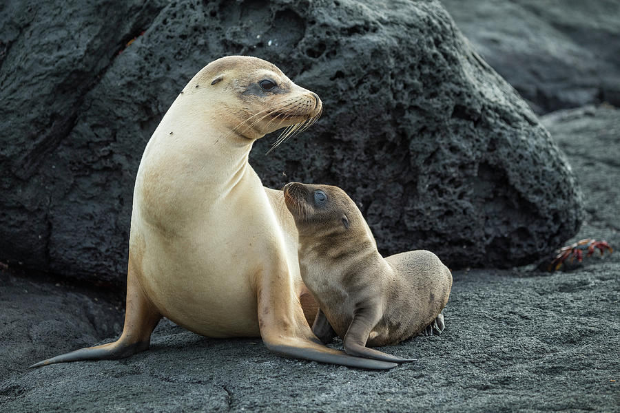 Galapagos Sea Lion And Pup Photograph by Tui De Roy