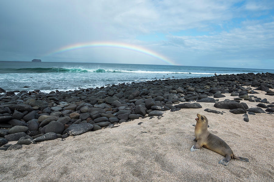 Galapagos Sea Lion And Rainbow Photograph by Tui De Roy