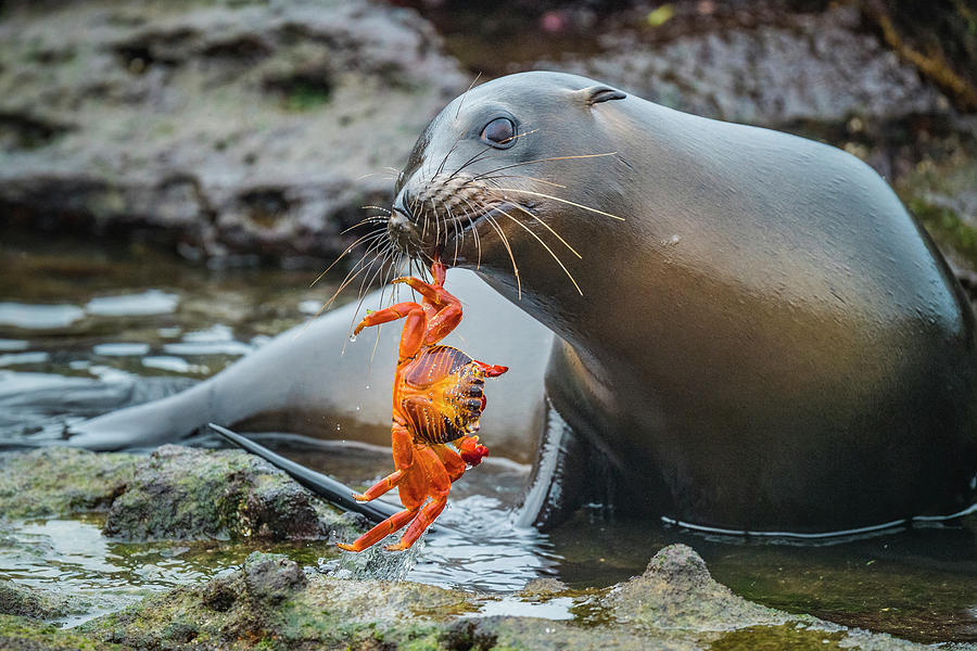 Galapagos Sea Lion And Sally Lightfoot Photograph by Tui De Roy