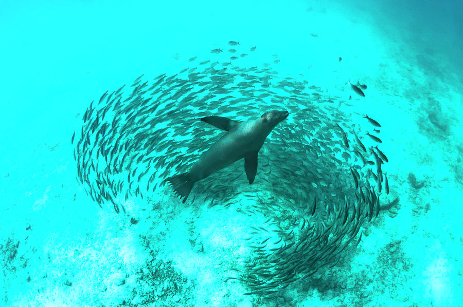 Galapagos Sea Lion Hunting Fish Photograph by Tui De Roy