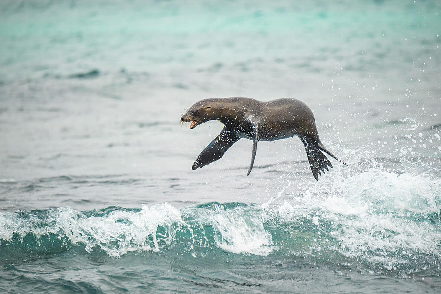 Sea Lions Jumping