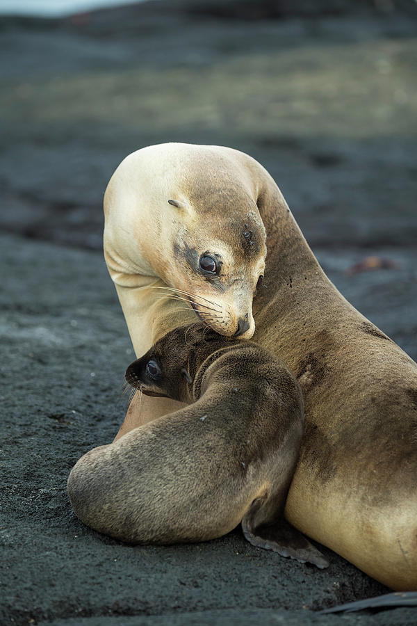 Galapagos Sea Lion Nuzzling Pup Photograph by Tui De Roy