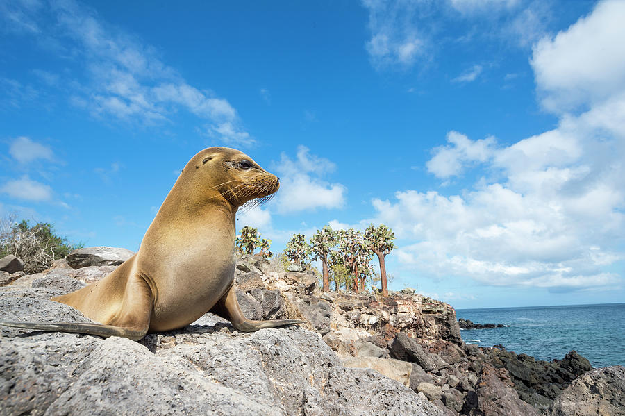 Galapagos Sea Lion On Santa Fe Island Photograph by Tui De Roy