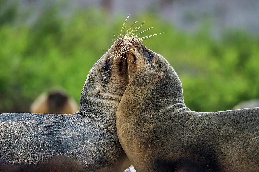 Galapagos Sea Lion Pair Greeting Photograph by Tui De Roy