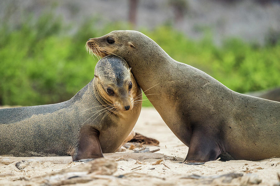 Galapagos Sea Lion Pair Nuzzling Photograph by Tui De Roy