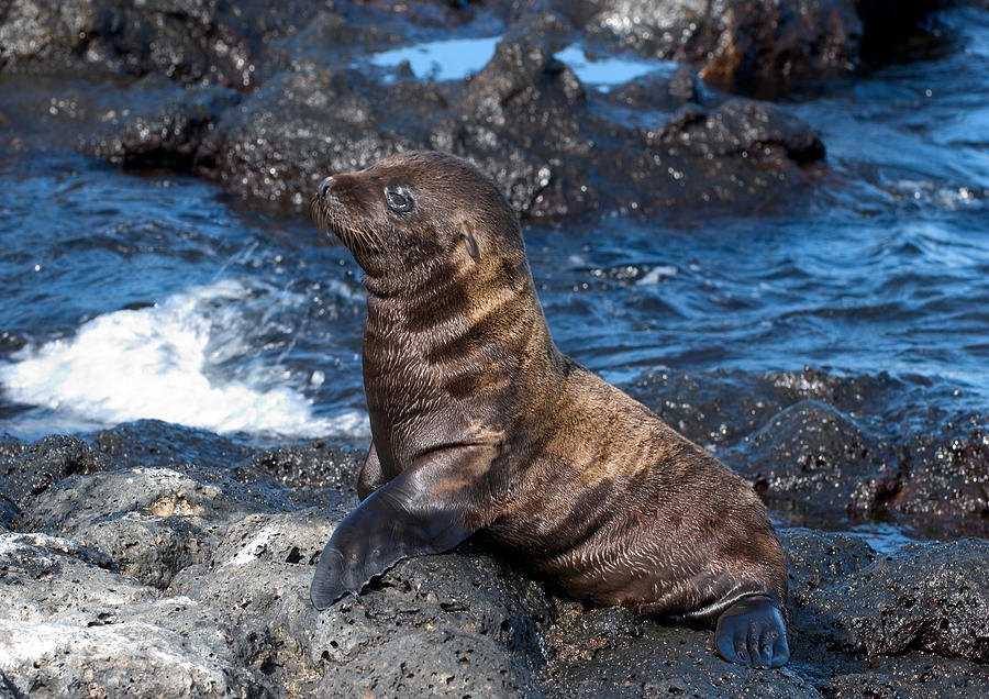 Galapagos Sea Lion Pup Photograph by Michael Lustbader - Pixels