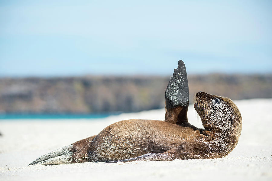 Galapagos Sea Lion Pup Stretching Photograph by Tui De Roy