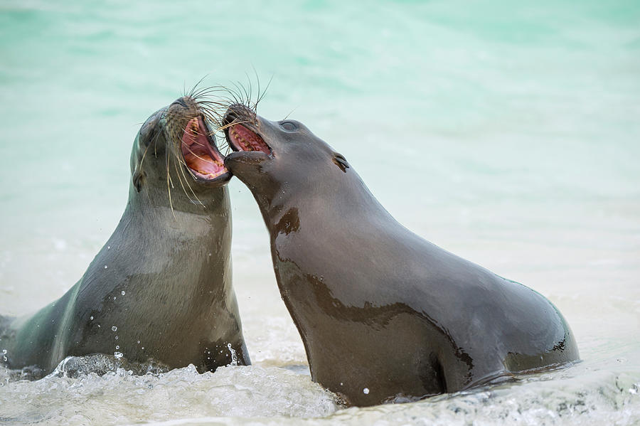 Galapagos Sea Lion Pups Play Fighting Photograph by Tui De Roy