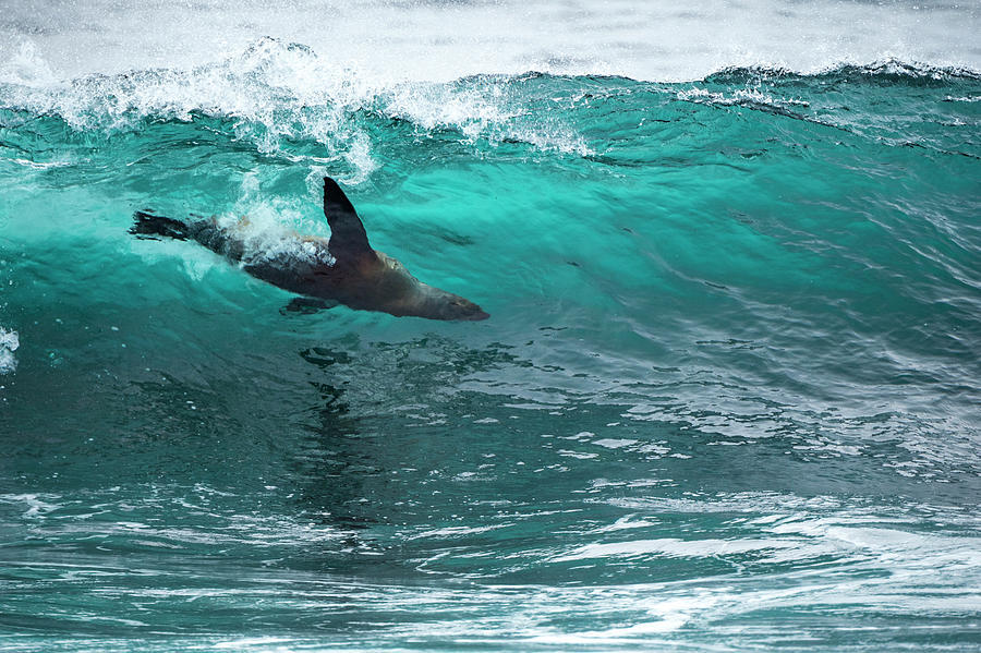 Galapagos Sea Lion Surfing Photograph by Tui De Roy