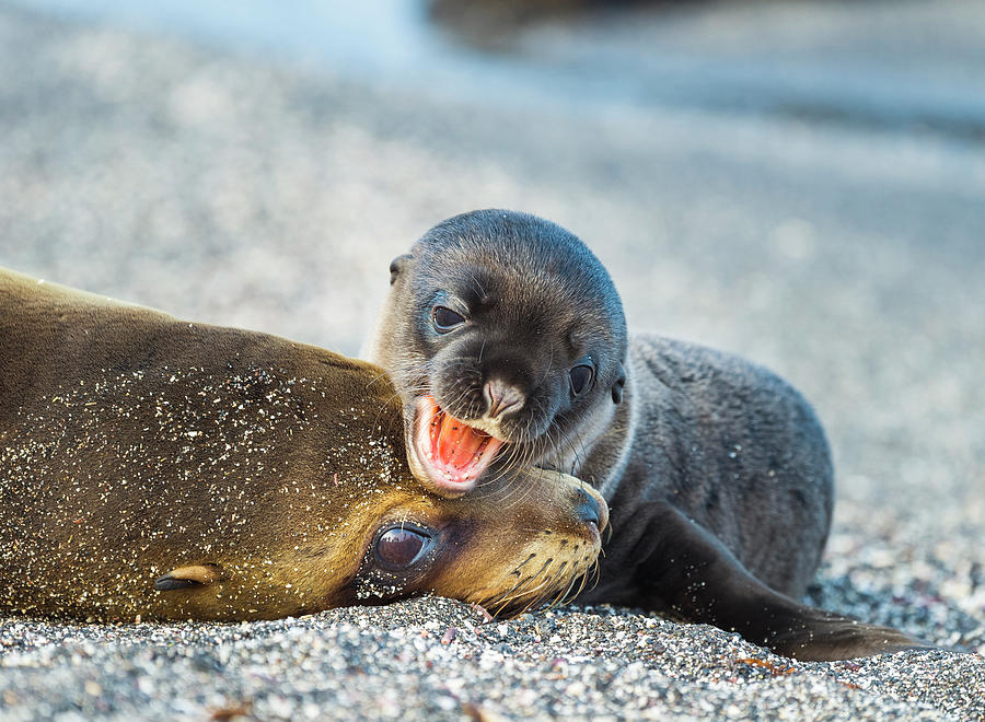 Galapagos Sea Lion With Pup Photograph by Tui De Roy