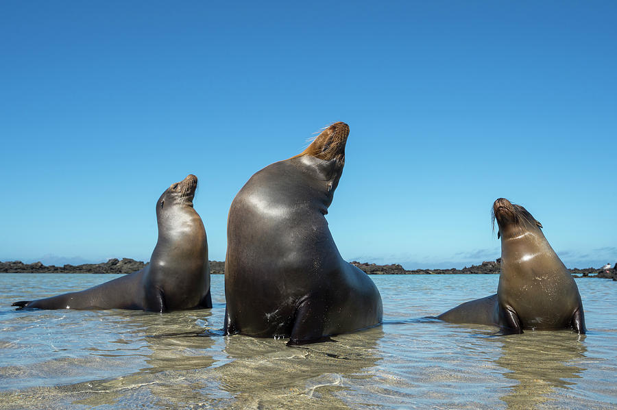 Galapagos Sea Lions Basking In Cove Photograph by Tui De Roy
