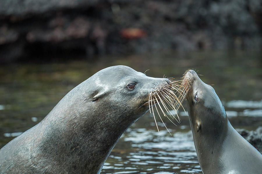 Galapagos Sea Lions Courting Photograph by Tui De Roy