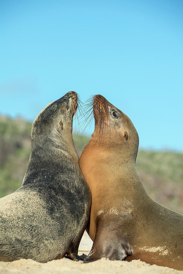 Galapagos Sea Lions Face Off Photograph by Tui De Roy