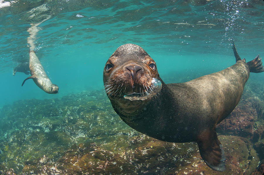 Galapagos Sea Lions In Champion Inlet Photograph by Tui De Roy