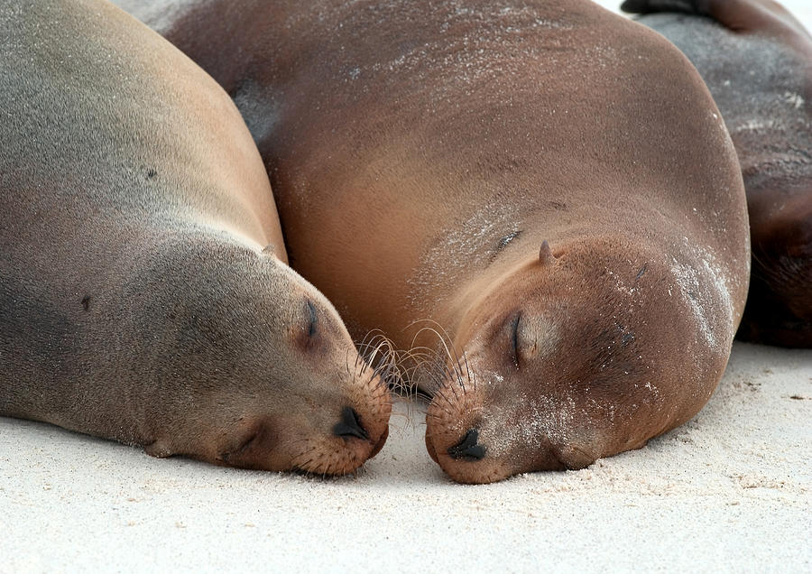 Galapagos Sea Lions Photograph by Michael Lustbader
