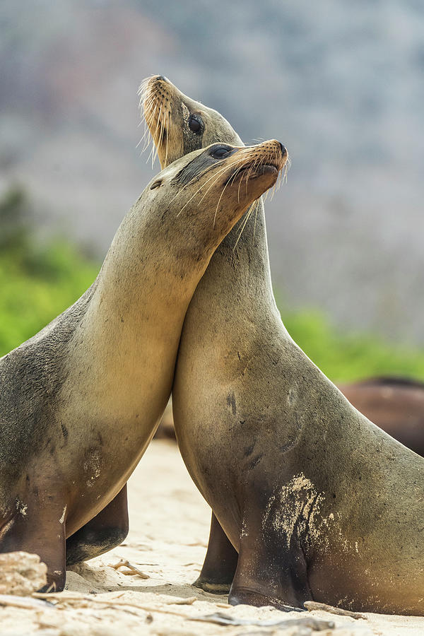 Galapagos Sea Lions Nuzzling Photograph by Tui De Roy