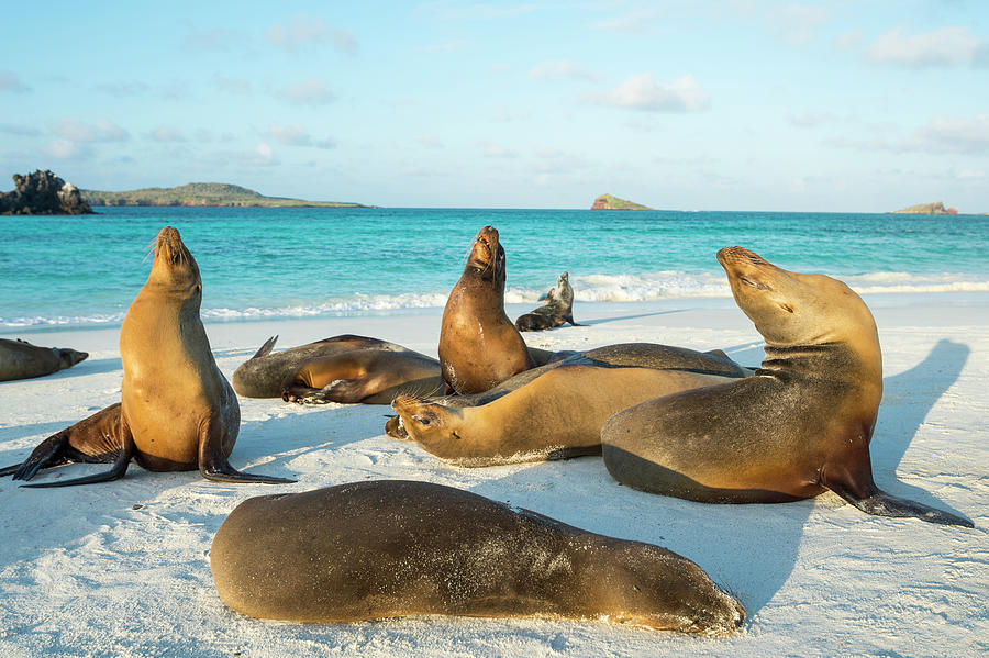 Galapagos Sea Lions On Beach Photograph by Tui De Roy