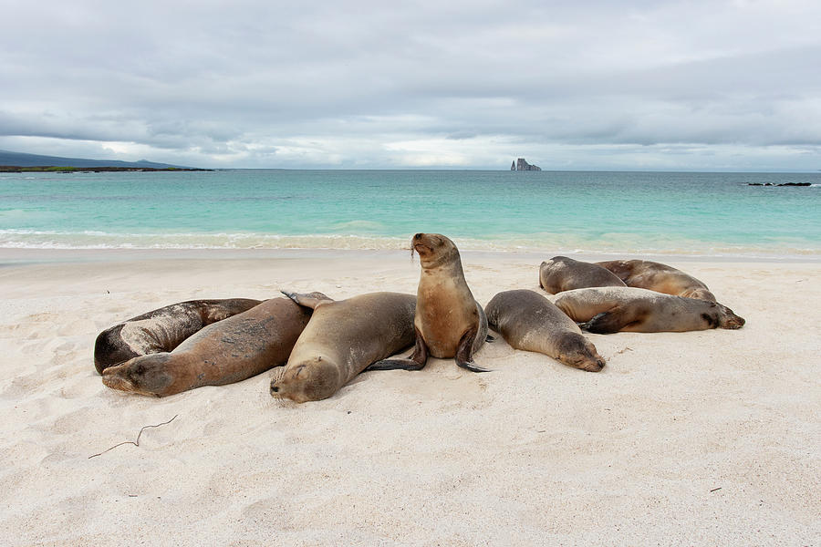 Galapagos Sea Lions On The Beach Photograph by Suzi Eszterhas
