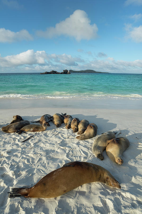 Galapagos Sea Lions On The Beach Photograph by Tui De Roy