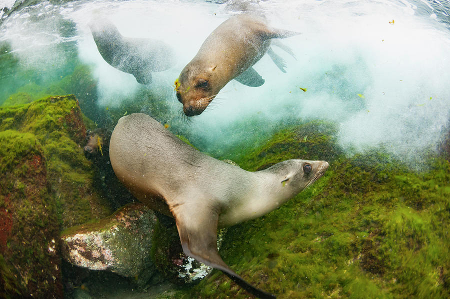 Galapagos Sea Lions Playing Photograph by Tui De Roy
