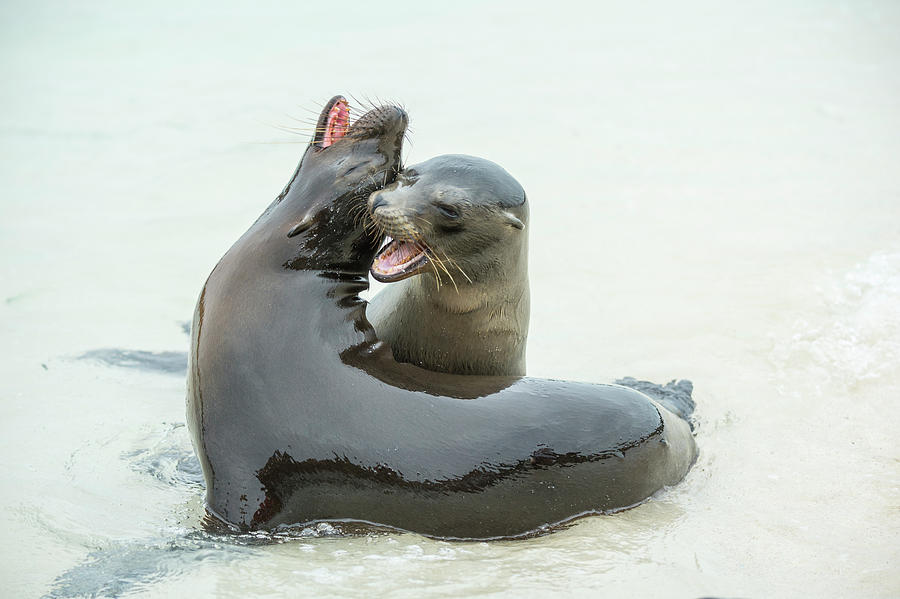 Galapagos Sea Lions Pups Play Fighting Photograph by Tui De Roy