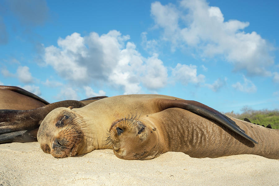 Galapagos Sea Lions Sleeping Photograph by Tui De Roy