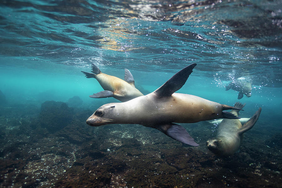 Galapagos Sea Lions Swimming Photograph by Suzi Eszterhas