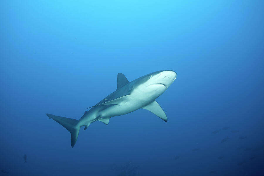 Galapagos Shark Cocos Island National Park, Costa Rica Photograph by ...