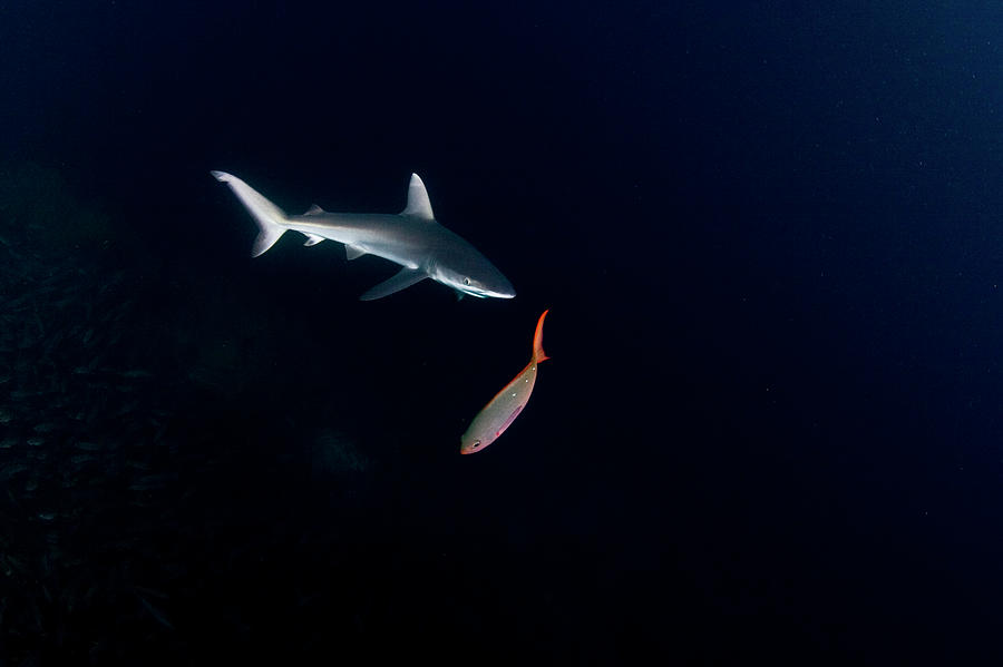 Galapagos Shark Photograph by Kadu Pinheiro