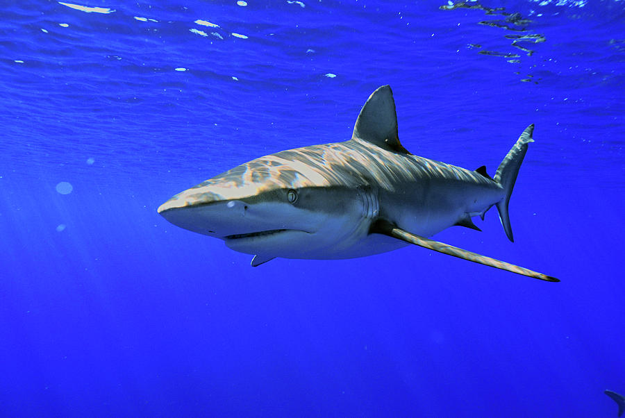 Galapagos Shark Photograph by Scott Sansenbach - Sansenbach Marine Photo