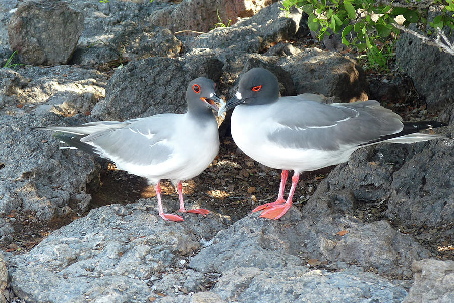 Galapagos Swallow-tailed Gulls Photograph by Martha Miller