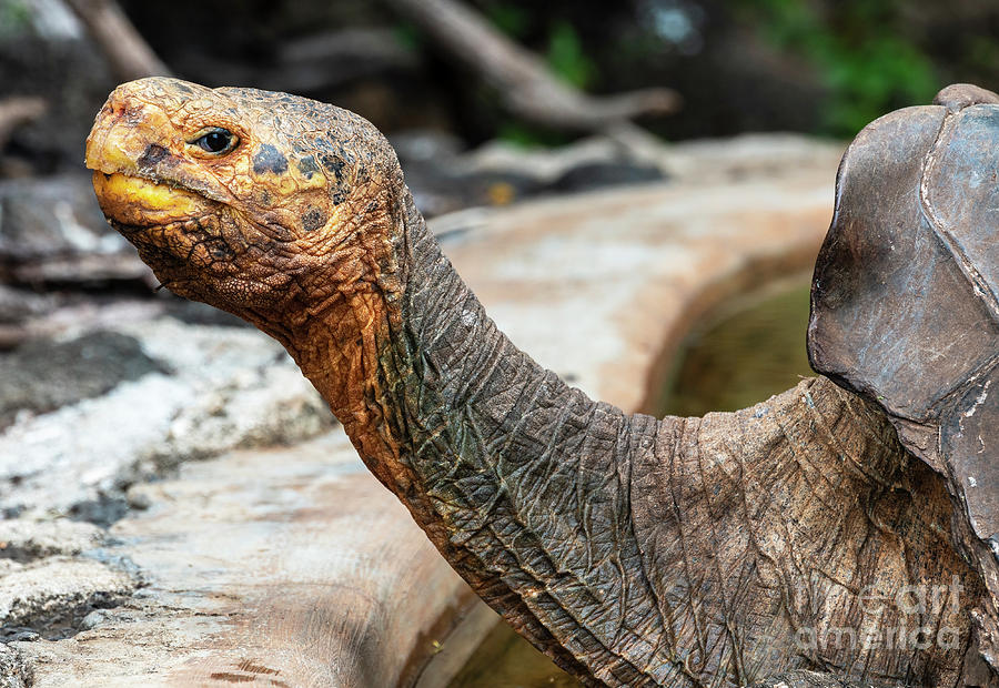 Galapagos Tortoise Photograph