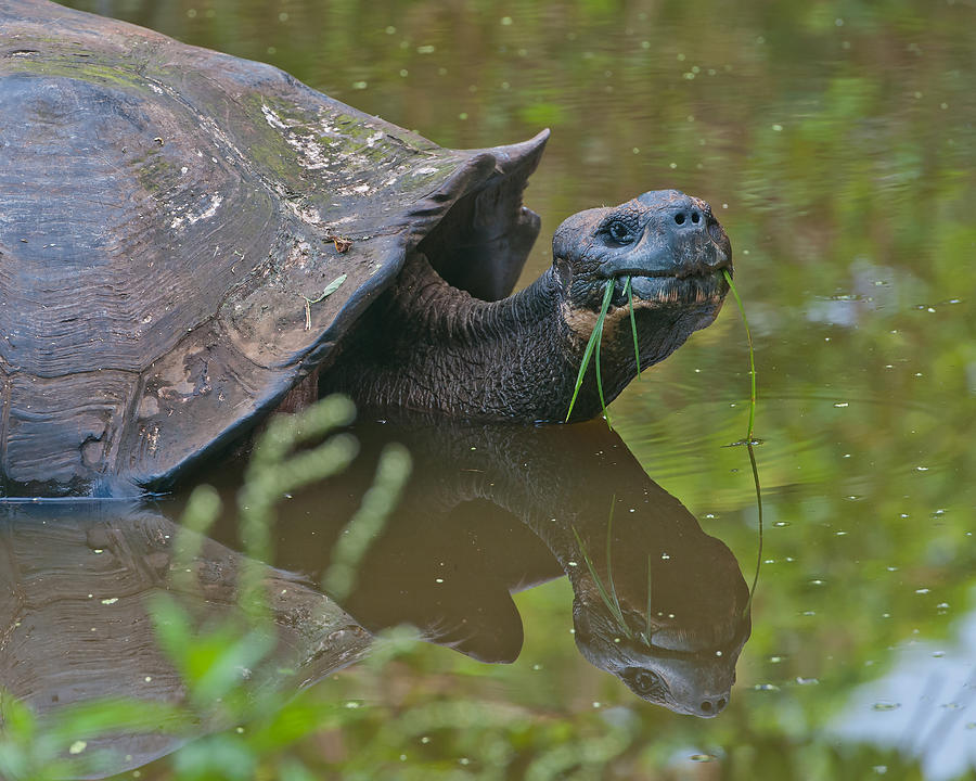 Galapagos Tortoise Photograph by Michael Lustbader