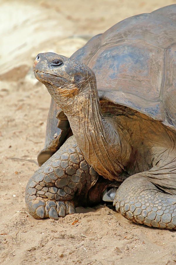 Galapagos Tortoise Profile Photograph by Daniel Caracappa - Fine Art ...