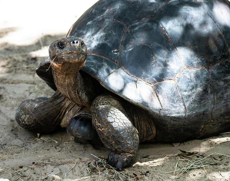 Galapagos Tortoise Photograph by Robert Michaud | Fine Art America