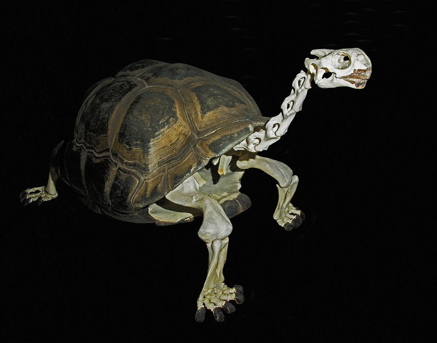 Galapagos Tortoise Skeleton Photograph by Millard H. Sharp