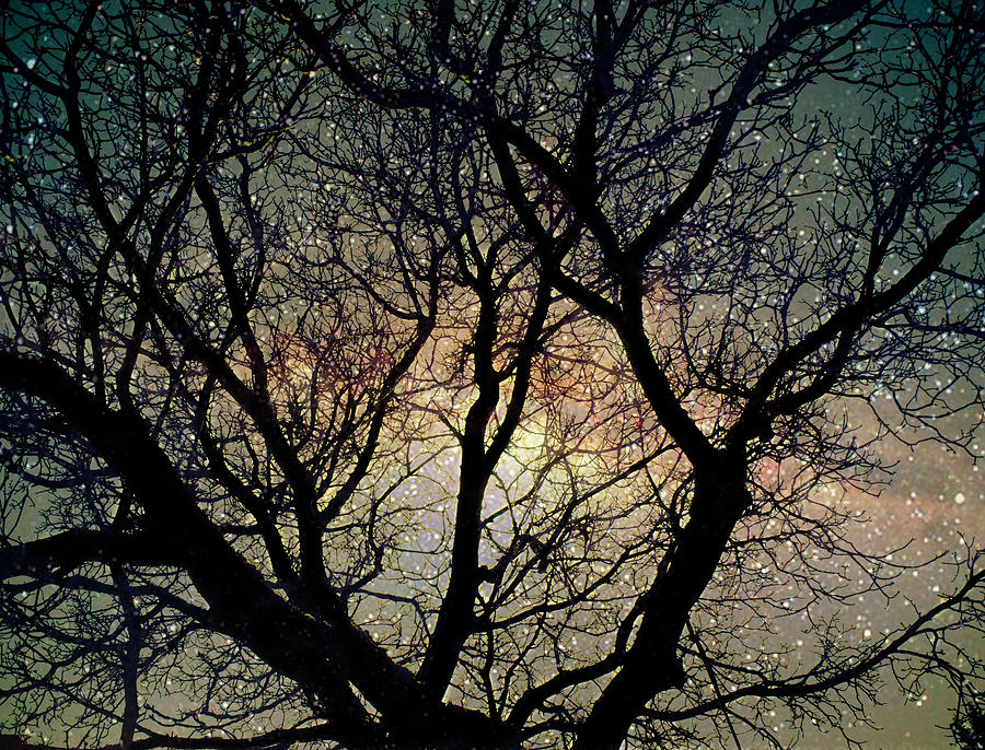 Galaxy Behind Tree by Yulia Kazansky Galaxy Behind Tree by Yulia Kazansky