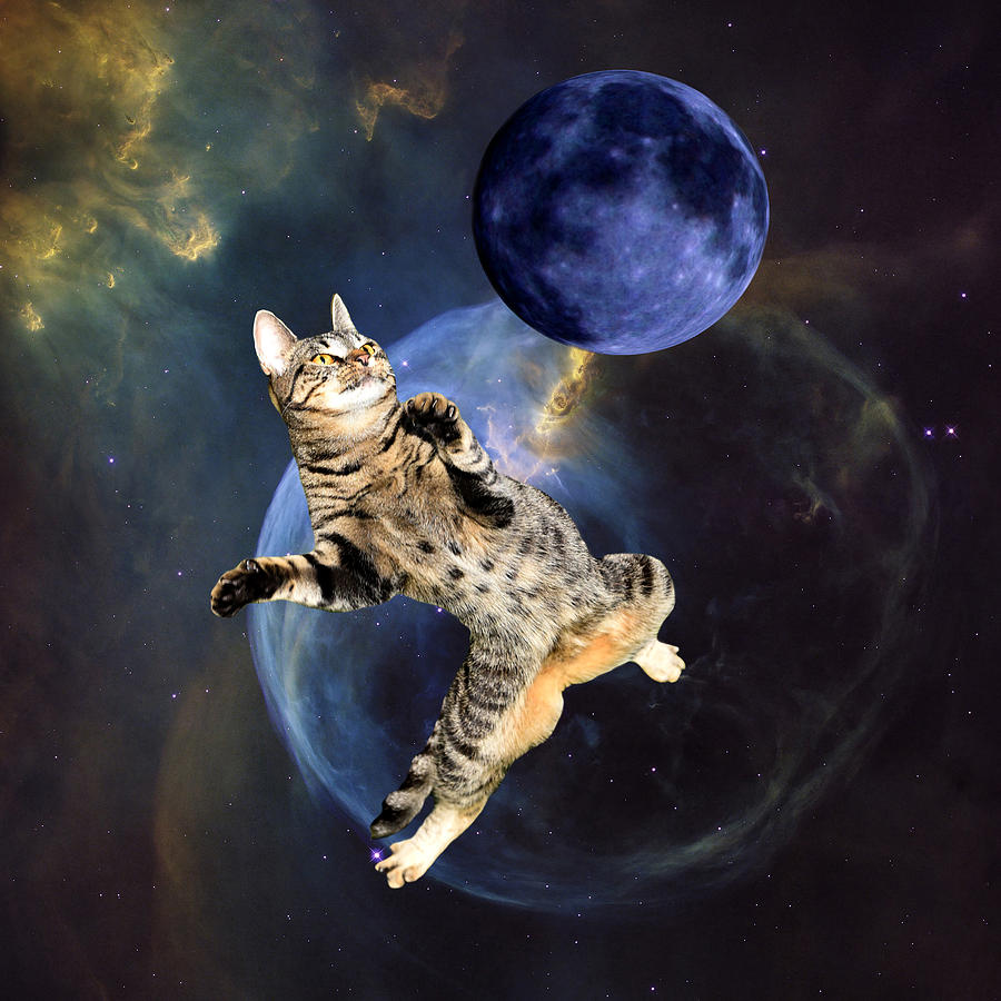 Galaxy Cat and Blue Moon Digital Art by Erika Kaisersot - Pixels