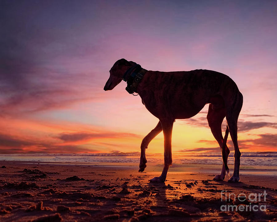 Dog at Scheveningen Beach by Travis Patenaude Dog at Scheveningen Beach by Travis Patenaude