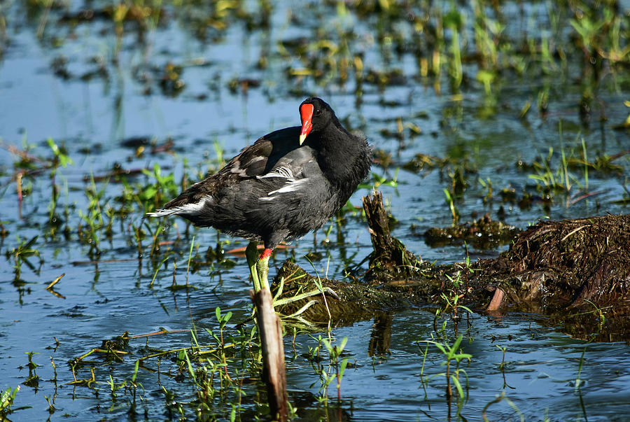 Gallinule Modeling Photograph by William Tasker - Fine Art America