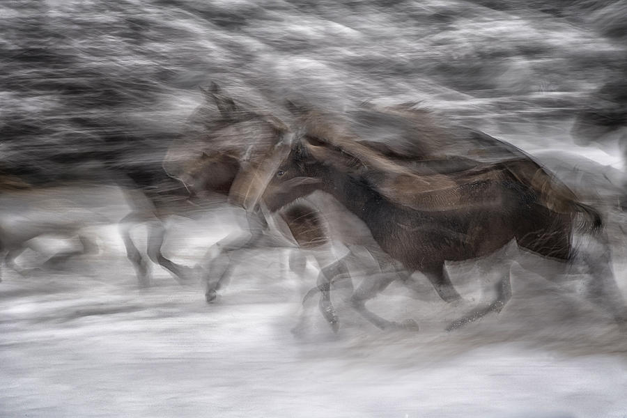 Gallop 7 Photograph by Milan Malovrh