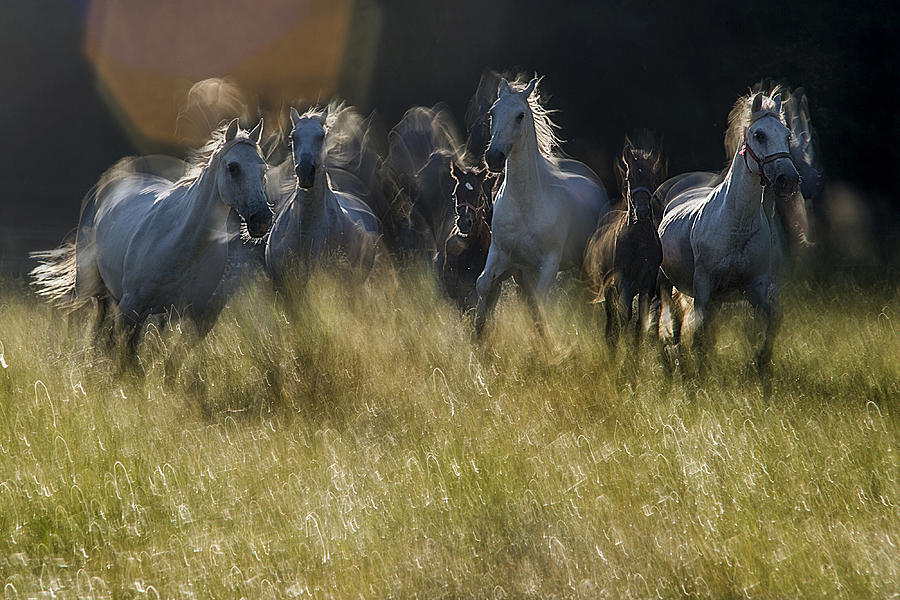 Gallop Across The Meadow Photograph by Milan Malovrh