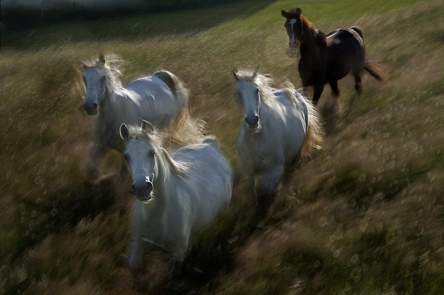 Gallop In Photograph by Milan Malovrh