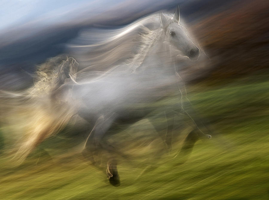 Gallop In The Wind Photograph by Milan Malovrh
