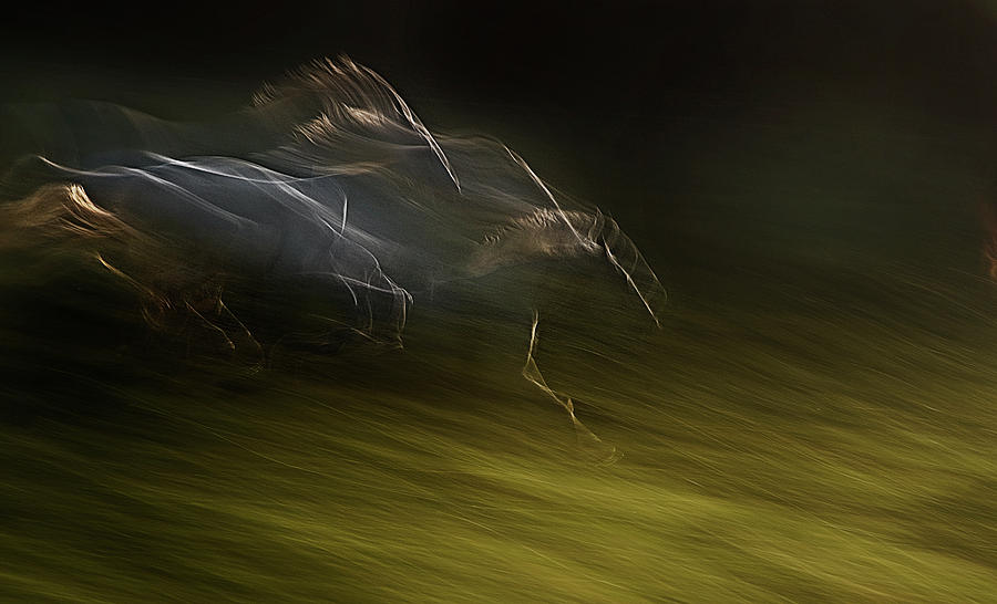 Gallop With Wind Photograph by Milan Malovrh