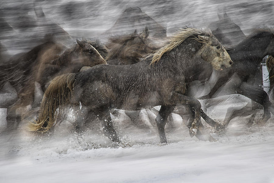 Galloping 2 Photograph by Milan Malovrh