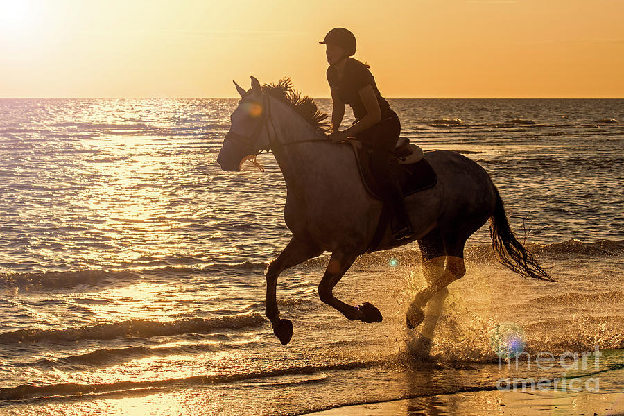 Galloping at Sunset Photograph by Arterra Picture Library