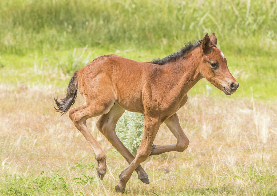 Galloping Colt Photograph by Marc Crumpler