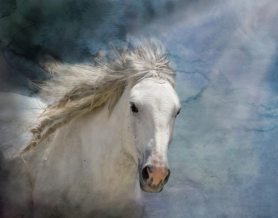 Galloping Gray Mustang Photograph by Mindy Musick King
