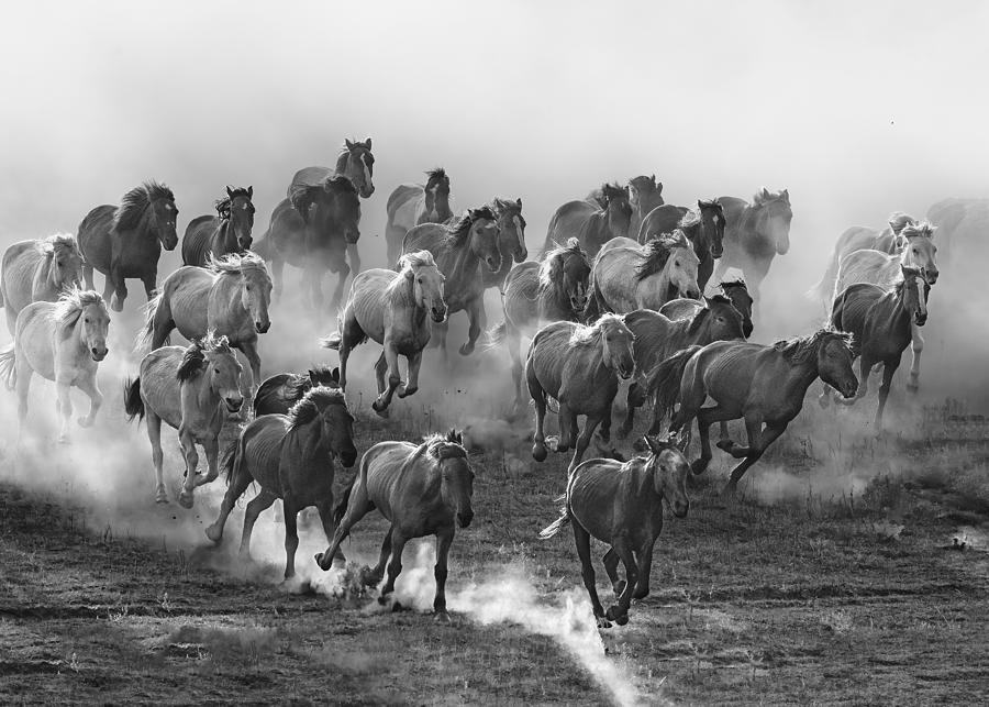 Galloping Photograph by Jennifer Lu